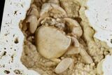 Fossil Crab (Potamon) Preserved in Travertine - Turkey #106454-2